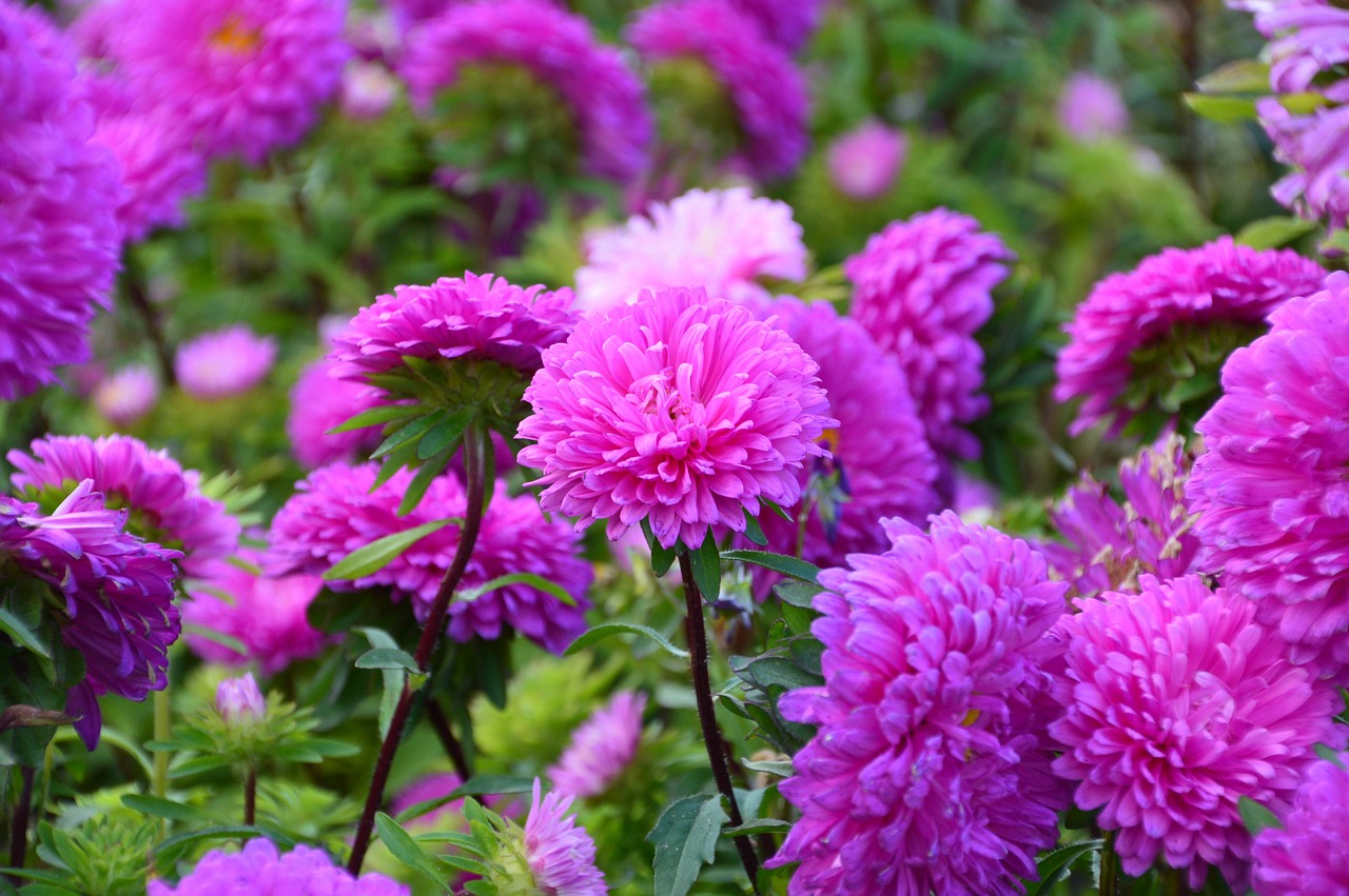 湖南花卉工作室年度总结报告——花卉租赁业务亮点与经验分享花卉工作室战略  第1张